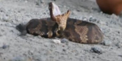 Macon snake
